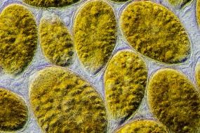 Co_CliME's tweet photo. Our week long virtual General Assembly meeting has begun. We have a packed agenda, starting with the latest observations of Ostreopsis in the Mediterranean, presented by @Sorbonne_Univ_  #ClimateChange @EPAResearchNews https://t.co/lvJc9ZMhyR