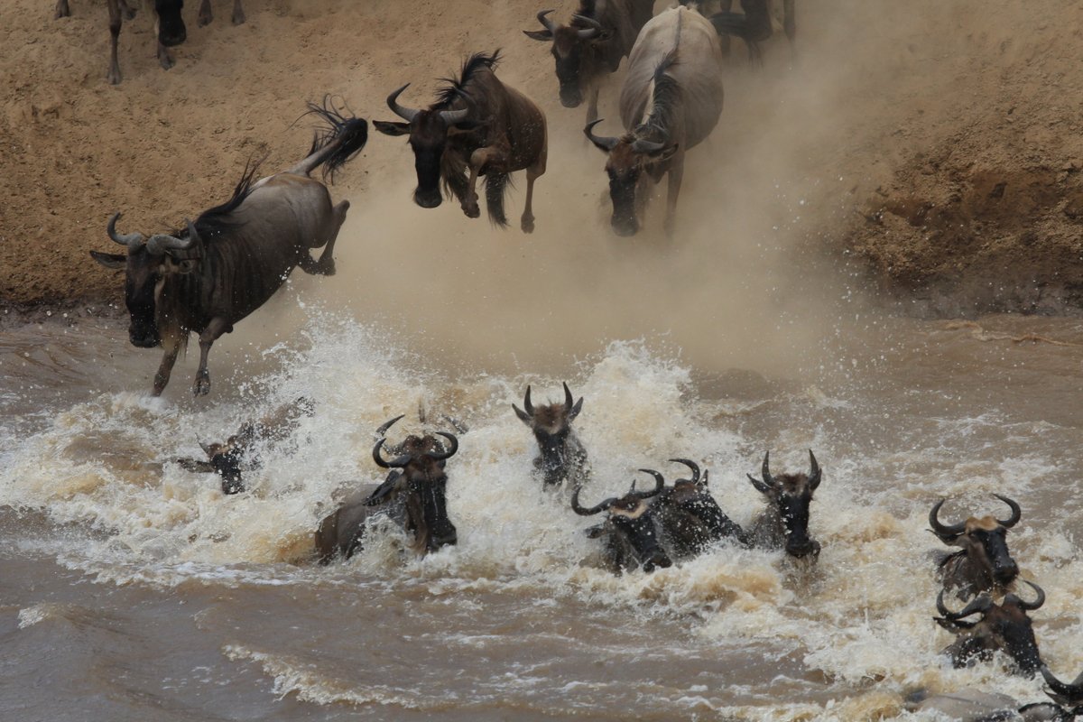 governorscamps's tweet photo. The Mara Migration is by no means quietening down - we watched three mega crossings take place yesterday! #masaimara #maramigration #wildebeestmigration @governorscamps https://t.co/Y9hBFGUzXH