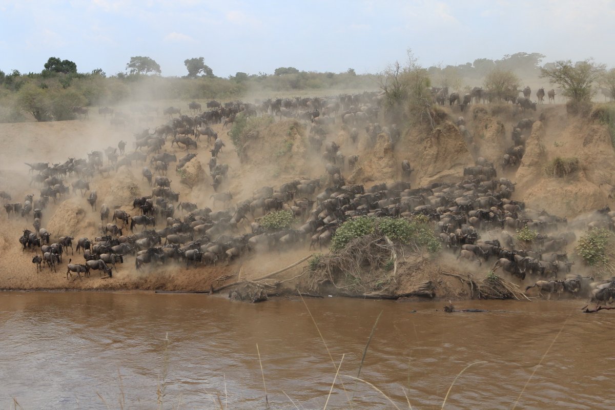 governorscamps's tweet photo. The Mara Migration is by no means quietening down - we watched three mega crossings take place yesterday! #masaimara #maramigration #wildebeestmigration @governorscamps https://t.co/Y9hBFGUzXH
