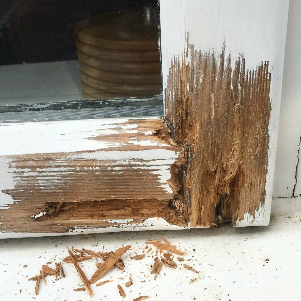 BearImp's tweet image. It’s going to be a @repair_care_international_uk kind of day today. A couple of localised rot issues to sort out on some windows. 
#timberrepair #rottenwindow #bearimprovements #bearimp #ware #hertford #hoddesdon #loveyourhome #homeimprovements instagr.am/p/CFZITj_hvGJ/