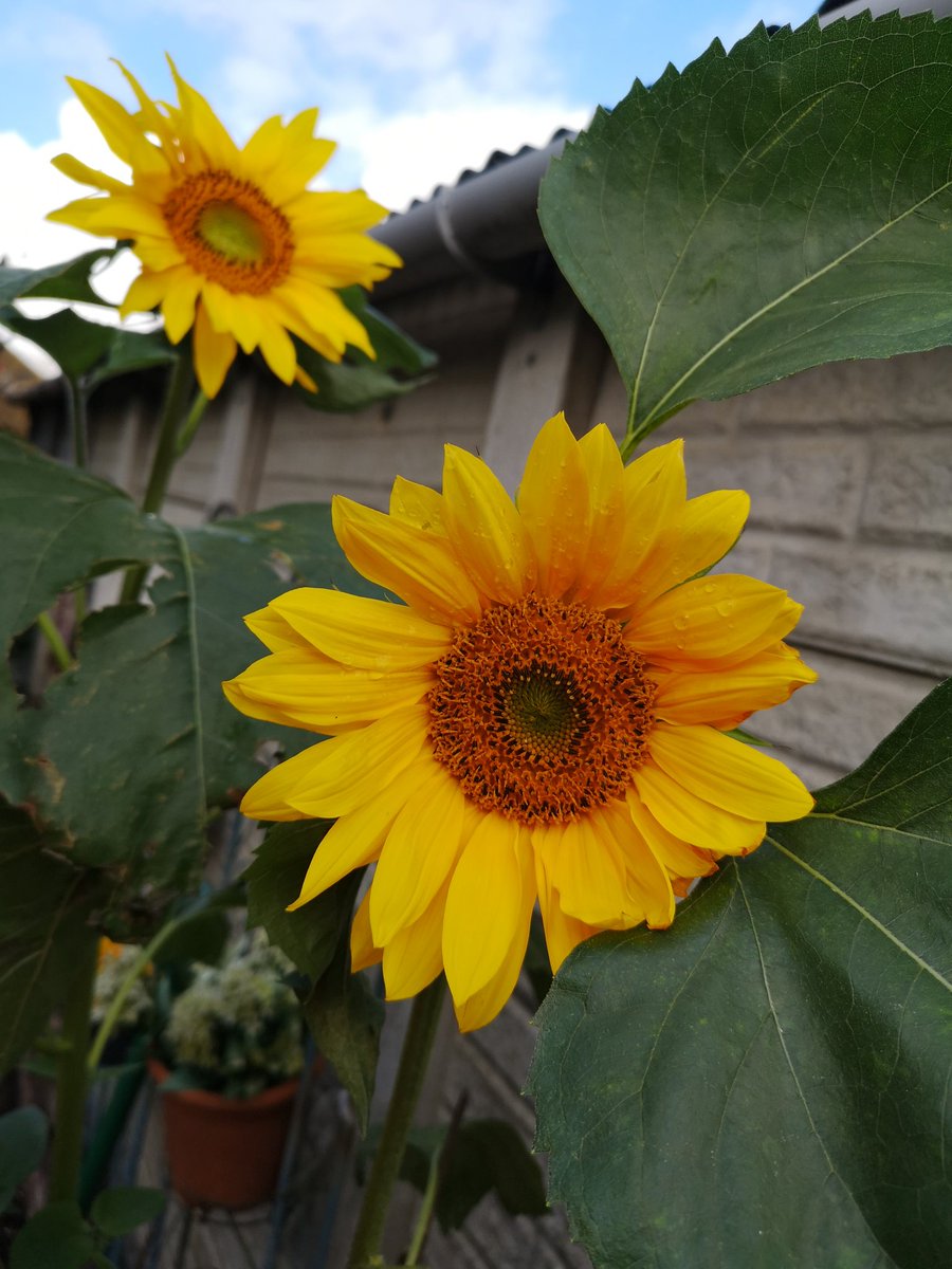 sharonju's tweet photo. @GaryBarlow And growing sunflowers!!! https://t.co/f9BMogZX0j