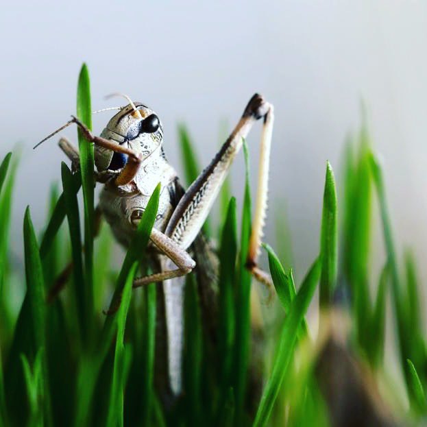 Insects no.1 new food trend of 2021 according to @forbes - 🦗🦗🤞

Photo and article: forbes.com/sites/alexleds…