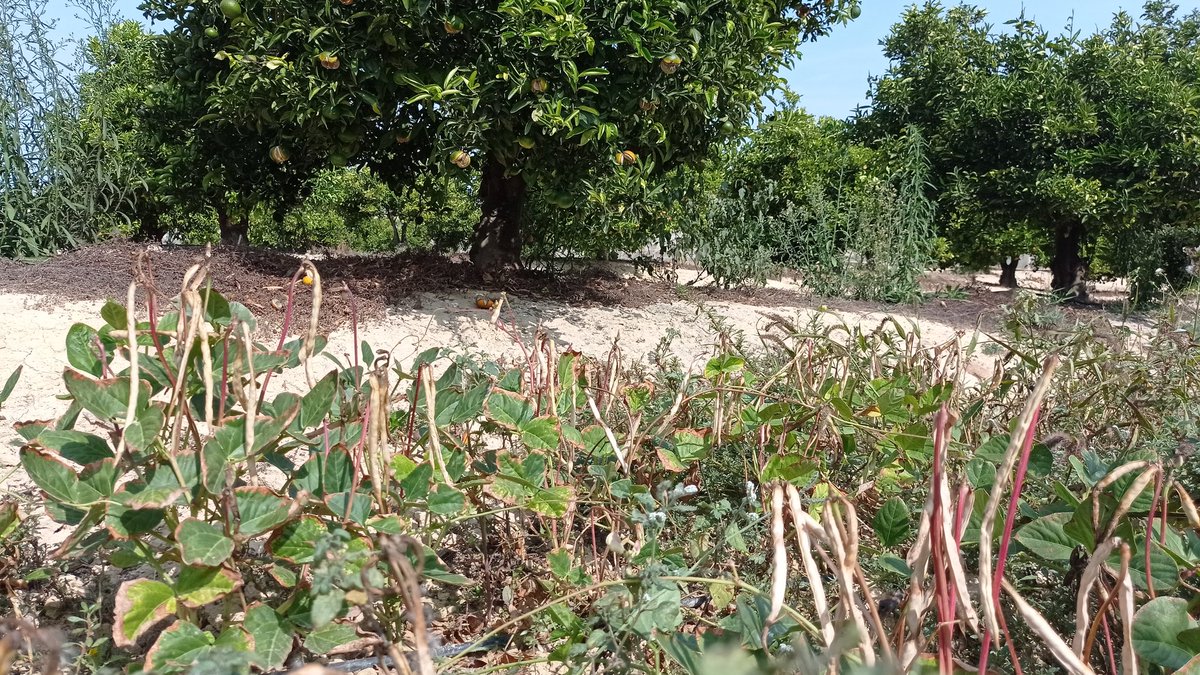 zornoza_raul's tweet photo. Cowpea cultivated as alley cropping in the mandarin orchard from Murcia @diverfarming ready for harvest. Let's try to reduce dependence on external proteins and enhance environmental quality. #H2020 #eipagri @ASAJAMURCIA @CEBAS_SWC @OPECT_UPCT https://t.co/Q5Urzj832M