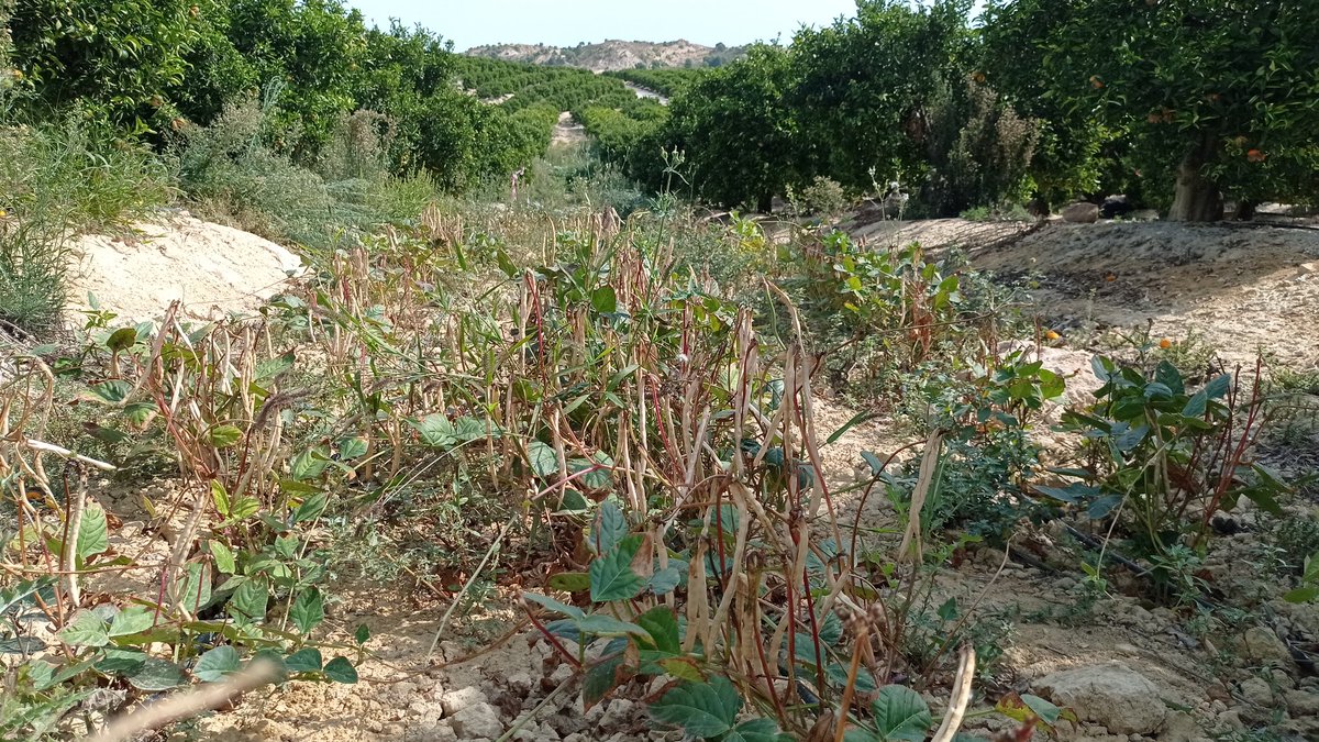 Cowpea cultivated as alley cropping in the mandarin orchard from Murcia <a href="/diverfarming/">Diverfarming</a> ready for harvest. Let's try to reduce dependence on external proteins and enhance environmental quality. #H2020 #eipagri <a href="/ASAJAMURCIA/">ASAJA REGIÓN DE MURCIA</a> <a href="/CEBAS_SWC/">CEBAS SWC</a> <a href="/OPECT_UPCT/">OPECT - UPCT</a>