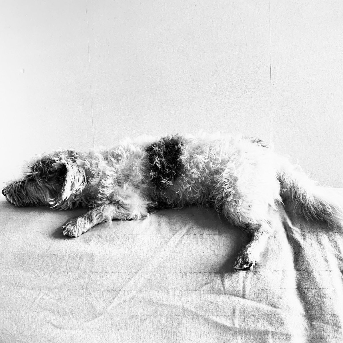 Judy Goldberg (@applestax) on Twitter photo Rescue in residence Angus winning at straddling today.
#rescuedog
#adoptdontshop
#lucyslaw
#straddler
#MondayMotivation
#MondayMorning
<a href="/therescueshow/">therescueshow</a> Rescue in residence Angus winning at straddling today.
#rescuedog
#adoptdontshop
#lucyslaw
#straddler
#MondayMotivation
#MondayMorning
<a href="/therescueshow/">therescueshow</a>