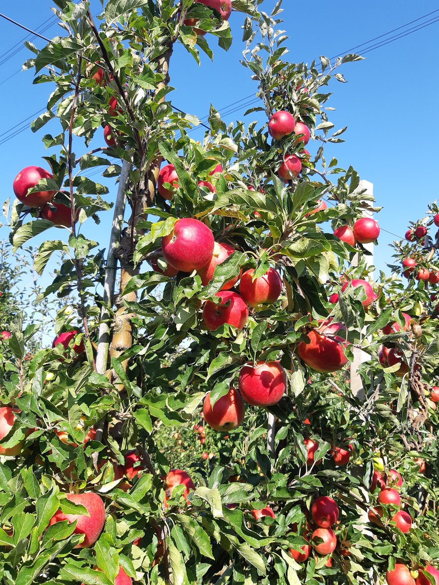 david_graaf's tweet photo. De Junami ππ krijgen al weer een lekker gezond kleurtje π!
Een van Hollands' lekkerste appels πππ!! @Junami_apple #have_a_Junamibreak #lekker&gezond #knapperig #Hollandsfruit #planetproof https://t.co/5tkQaqM191