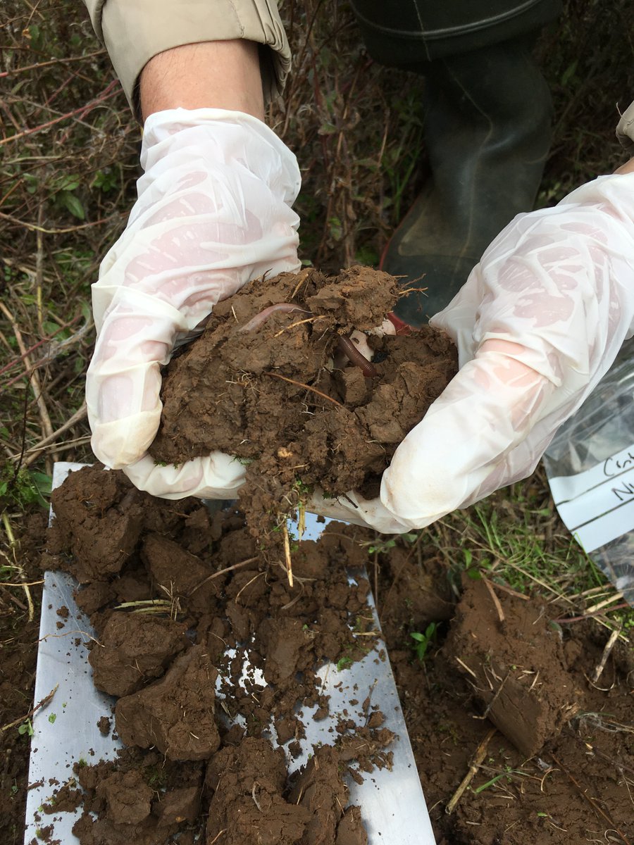 chapmanpippa's tweet photo. Was great to be out soil sampling @UniversityLeeds farm as part of @UKCRP_SPF with @marcelogaldos @MeganTresise, ishwar pun and murilo vianna @GlobalFoodLeeds @SoGLeeds https://t.co/PALzstVizP