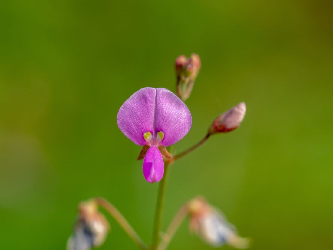 ひっつき虫 Twitter Search Twitter