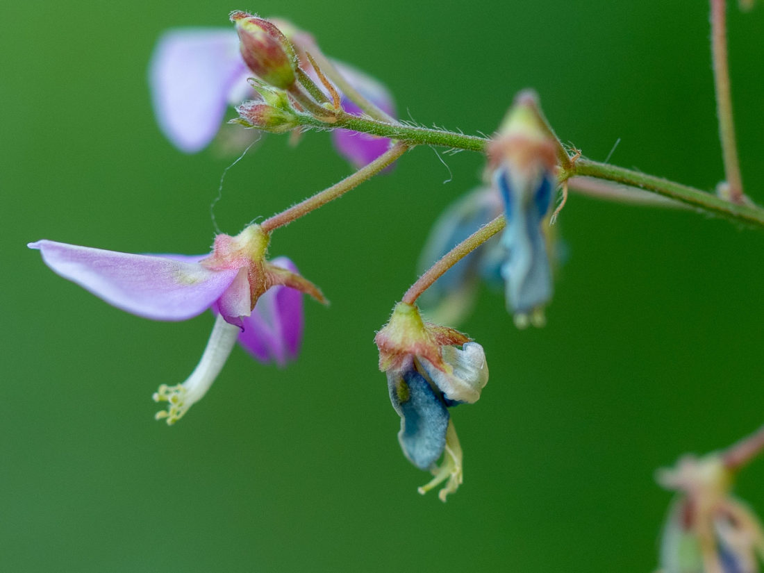 ひっつき虫 Twitter Search Twitter