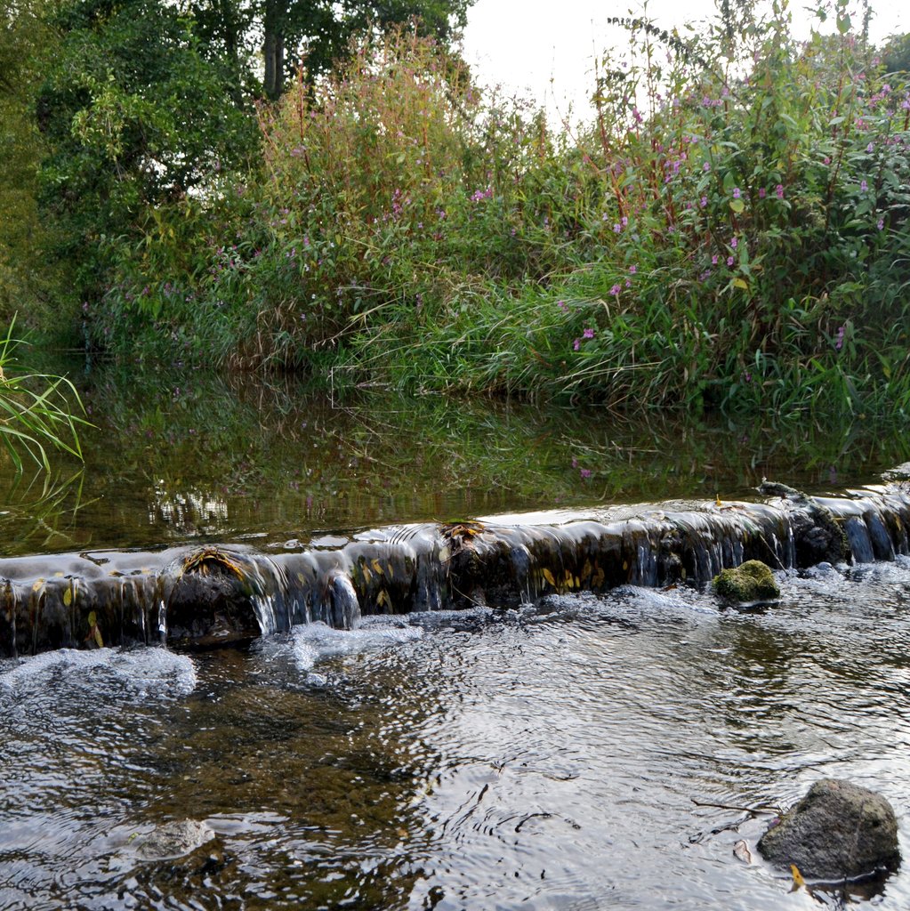 bachlaeufer's tweet photo. Improving stream vitality and connectivity by removing some small sills ๐ช๐
.
.
.
#migrationbarrier #fish #fishing #angeln #damremoval #fishmigration #durchgรคngigkeit #worldfishmigrationday #niedersachsen #fischereivereineinbeck #wasserrahmenrichtlinie #waterframeworkdirective https://t.co/mQnlpG5PJH