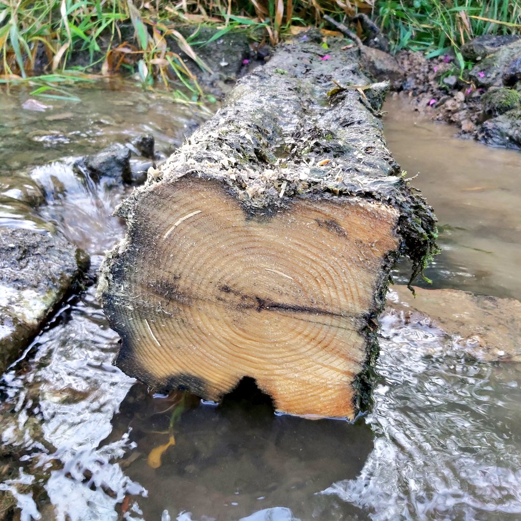bachlaeufer's tweet photo. Improving stream vitality and connectivity by removing some small sills ๐ช๐
.
.
.
#migrationbarrier #fish #fishing #angeln #damremoval #fishmigration #durchgรคngigkeit #worldfishmigrationday #niedersachsen #fischereivereineinbeck #wasserrahmenrichtlinie #waterframeworkdirective https://t.co/mQnlpG5PJH
