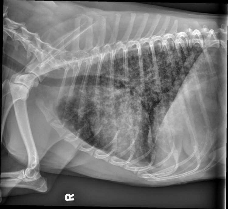 MircVet's tweet photo. Hello Everybody,
The case of the week is a:
6-year-old miniature Schnauzer, wheezing, tachypnea 4 weeks ago which resolved, repeat event 2 days ago.
https://t.co/NsmAPSy04K
#caseoftheweekmirc #mircvet @utcvm https://t.co/8wGfE88GfQ