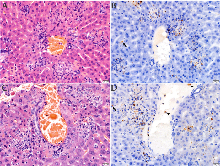 Pathogens_MDPI's tweet photo. #pathogens
"Comparative Analysis of Infection by #Rickettsia rickettsii #SheilaSmith and #Taiaรงu Strains in a Murine Model" is published.
by Eliane Esteves, Chanida Fongsaran, et al.
๐https://t.co/9CAukb1fqI
#Virulence
#RockyMountainSpottedFever (#RMSF)
#tick-borne https://t.co/zM5SqFJn0K