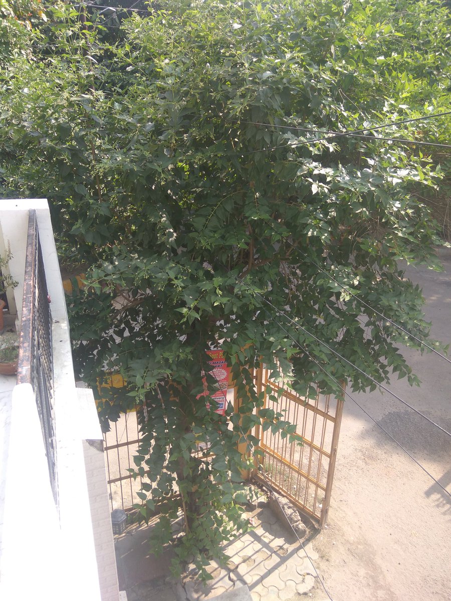 Devendr81151869's tweet photo. @narendramodi sir अपने घर के कोने में लगे हरसिंगार के पेड़ का फ़ोटो आपके साथ शेयर कर रहा हु। ये बदलता मौसम चिंता का विषय है। https://t.co/XsZyhTq6mk