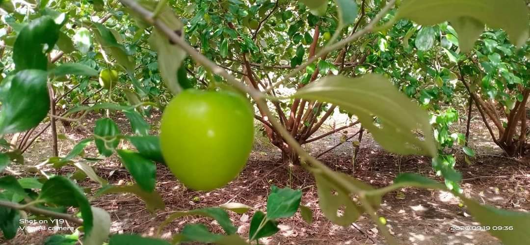 Pai1288's tweet photo. #ಅನ್ನದಾತ_ಜೀವದಾತ #ರೈತ_ಸಹಾಯ

ರೈತ/Farmer: ನಾಗರಾಜ್ /Nagaraj

ಸ್ಥಳ/Place:Hemmana Bhethur Village, Davangere District. 

ಲಭ್ಯತೆ/Availablity: ೨ಟನ್ ಆಪಲ್ ಬೇರ್ ಲಭ್ಯವಿದೆ ಮಾರಾಟಕ್ಕೆ/2 Tons of Apple Ber Fruit available For sale. 

 ಸಂಪರ್ಕಿಸಿ/Contact:7975183045
@AshwiniMS_TNIE 
@ArunVirupaksha https://t.co/Q7mxAsBvup