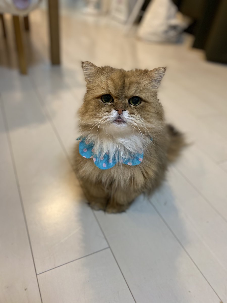 ふーちゃん🐱ねこ休み展 tweet media