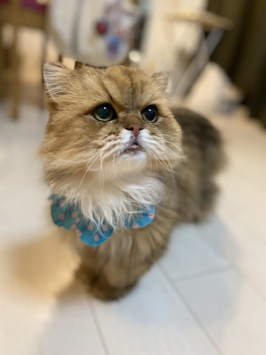 ふーちゃん🐱ねこ休み展 tweet media
