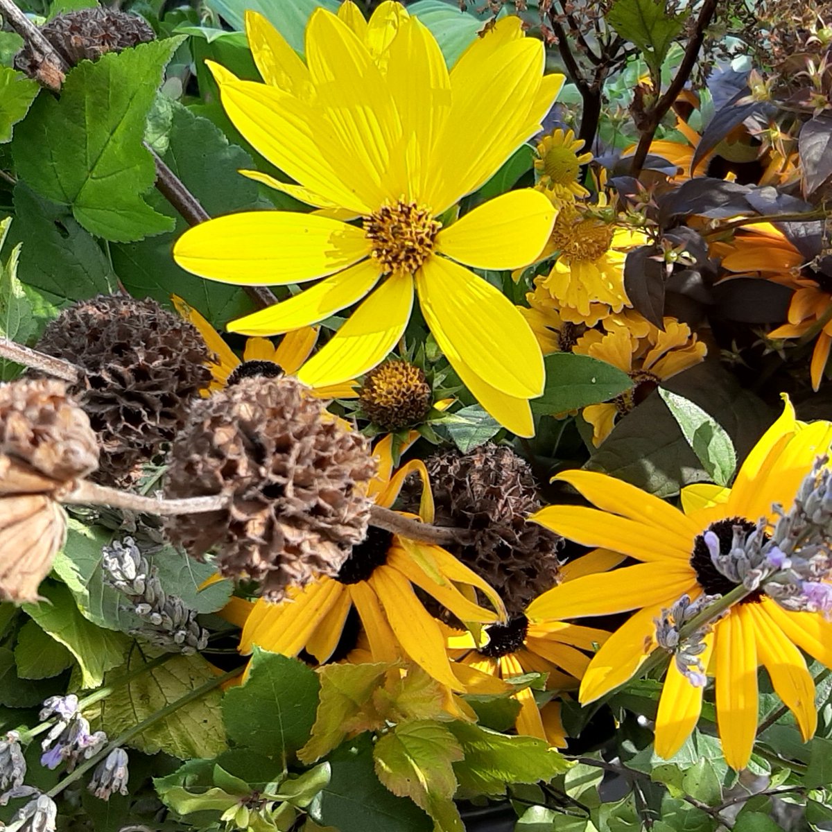 jpmoseley's tweet photo. Busy morning gathering buckets of garden grown seasonal flowers, foliage and seed heads ready for a zoom presentation tonight.
#homegrownflowers #frommygarden #mycuttinggarden #flowertalk #seasonalflowers #getcreative #getarranging #flowers #floristry #flowerarrangements https://t.co/Dk4AAeGsDB