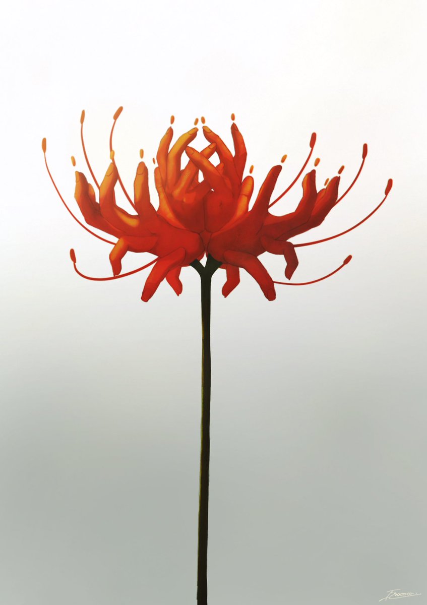 flower no humans gradient gradient background spider lily still life red flower  illustration images