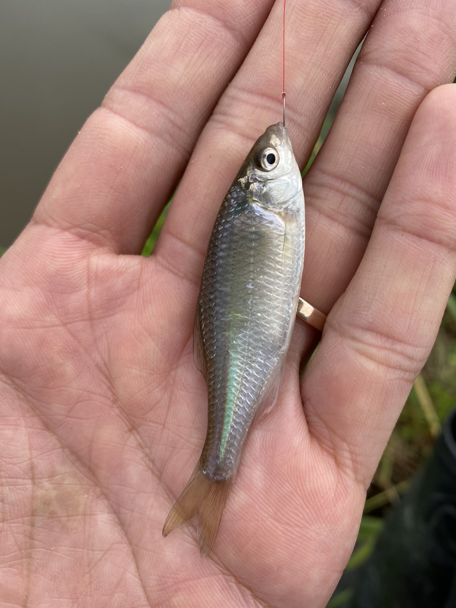 Ayumu 新潟のタナゴ4種達成 また新たに釣り場探し タナゴ釣り キタノアカヒレタビラ タイリクバラタナゴ カネヒラタナゴ ヤリタナゴ