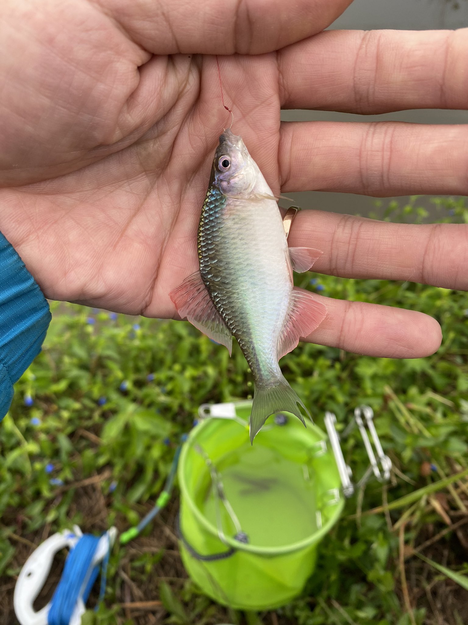 Ayumu 新潟のタナゴ4種達成 また新たに釣り場探し タナゴ釣り キタノアカヒレタビラ タイリクバラタナゴ カネヒラタナゴ ヤリタナゴ