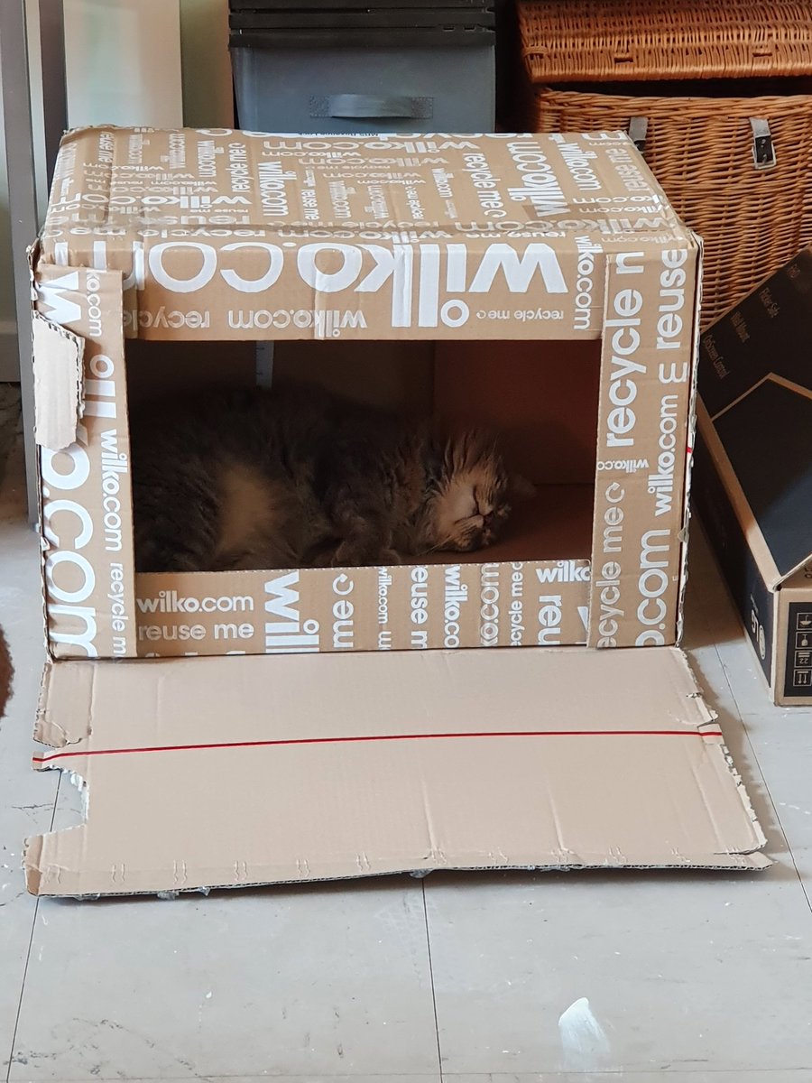 roxydinnis's tweet photo. Home delivery from @LoveWilko today, oversized box for what was delivered,  but Luna loves it. https://t.co/lq2VEbAYTz