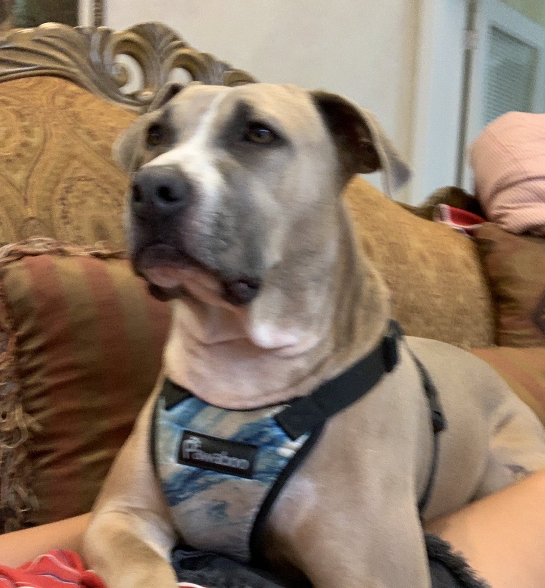 GoddessFind's tweet photo. Just found out that my dog has a cancerous mass and needs surgery. $end to my cashapp if u have a heart 
Cashapp: $agoddessdivine https://t.co/QWn5fvjDyW