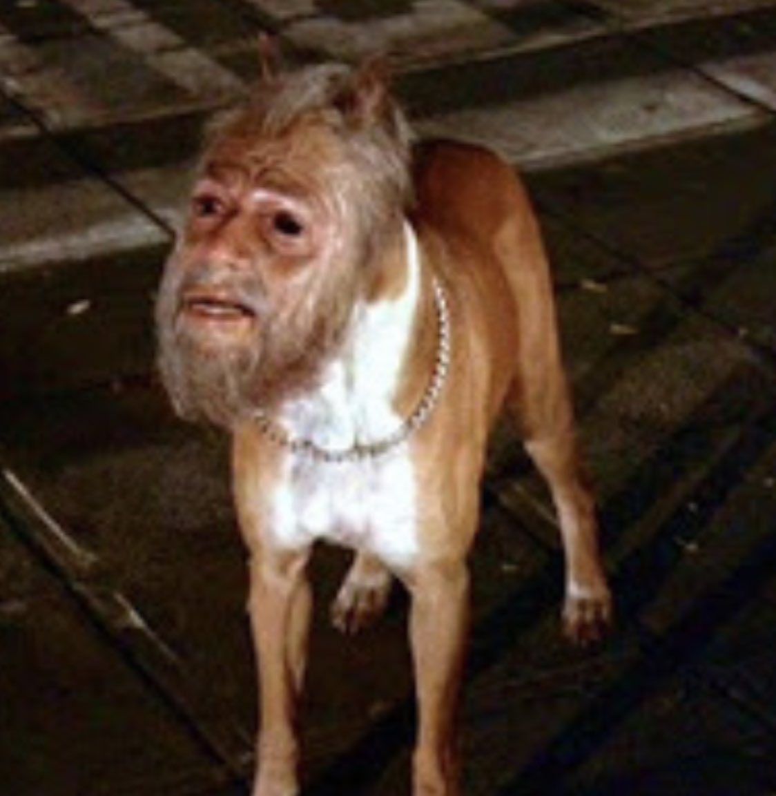 What Is A Human Dog what-is-a-human-dog