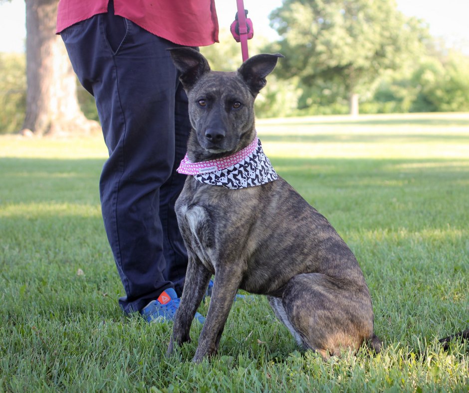 AmServicePets's tweet image. Most people don't realize they qualify to have a service animal or emotional support animal and no longer need to see a physician to get a prescription for it. #dog #esa #cat #emotionalsupport #easy #helpful