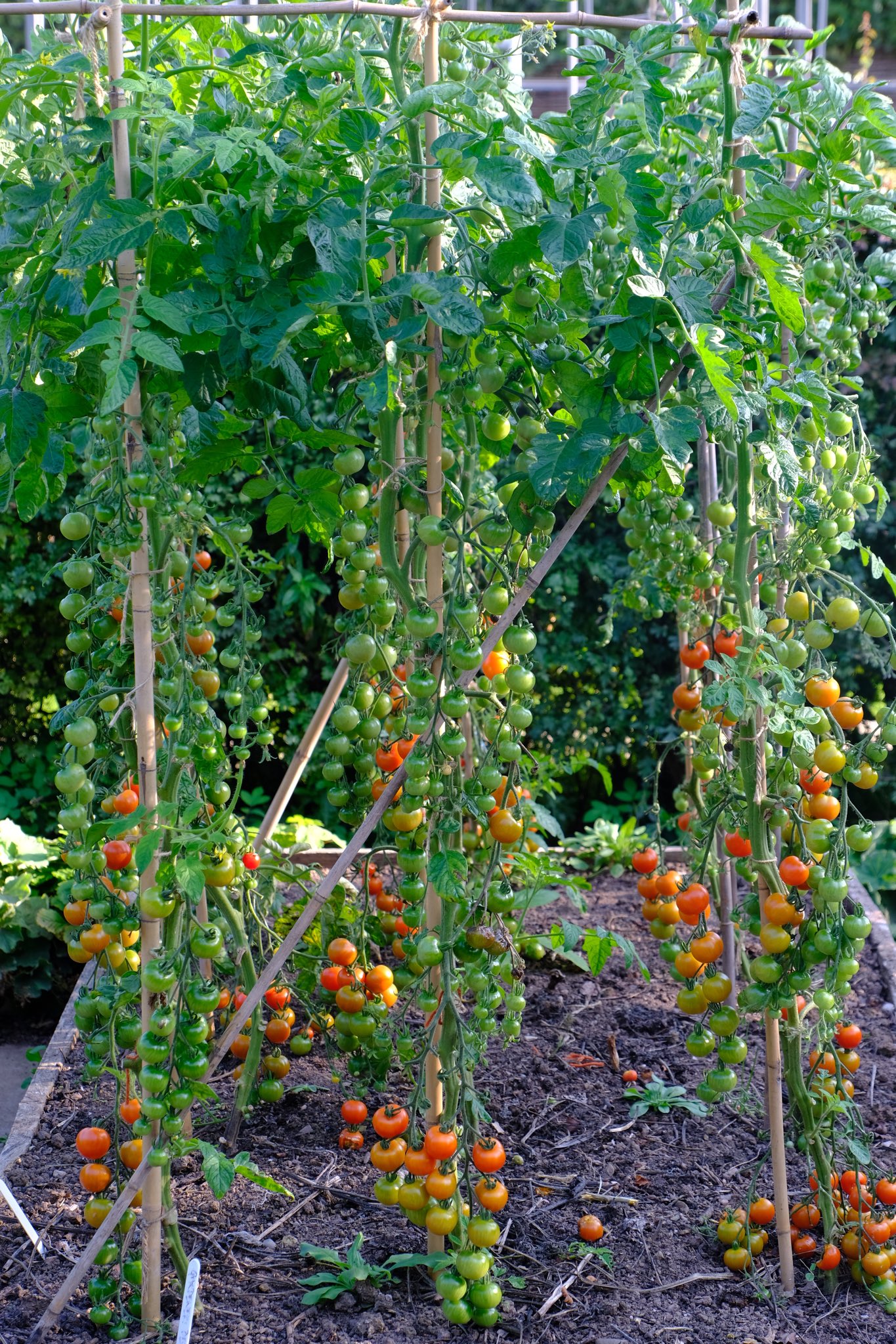 Gardeners delight online