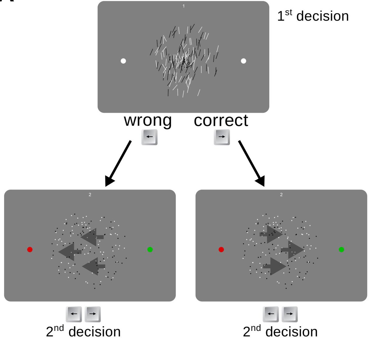 Our protocol mimics these situations with a sequence of 2 perceptual decisions, in which confidence in decision 1 gives the prior probability for the correct choice in decision 2.