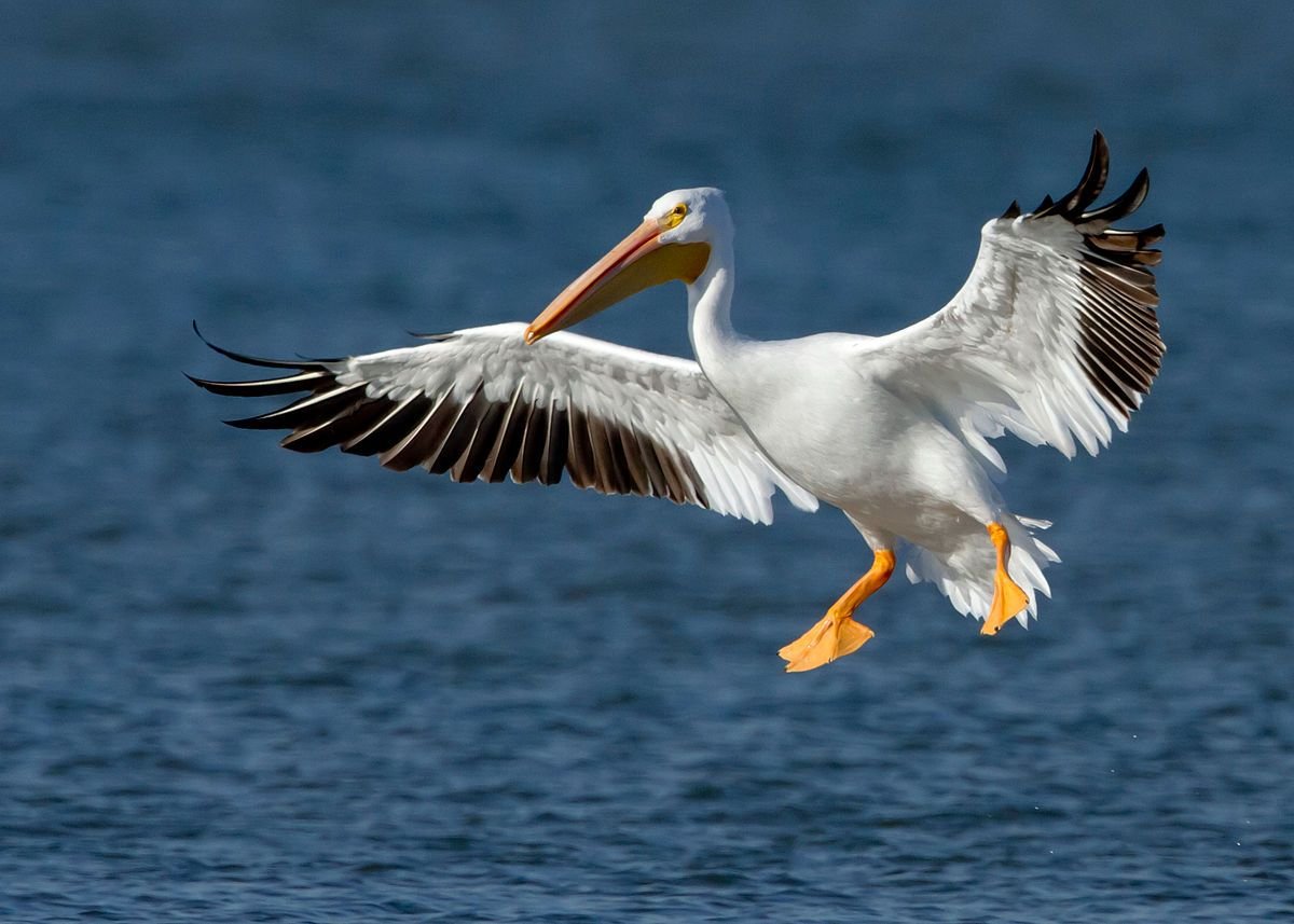 The Pelican Eating Debate: Fact Vs. Fiction - clgpb9c