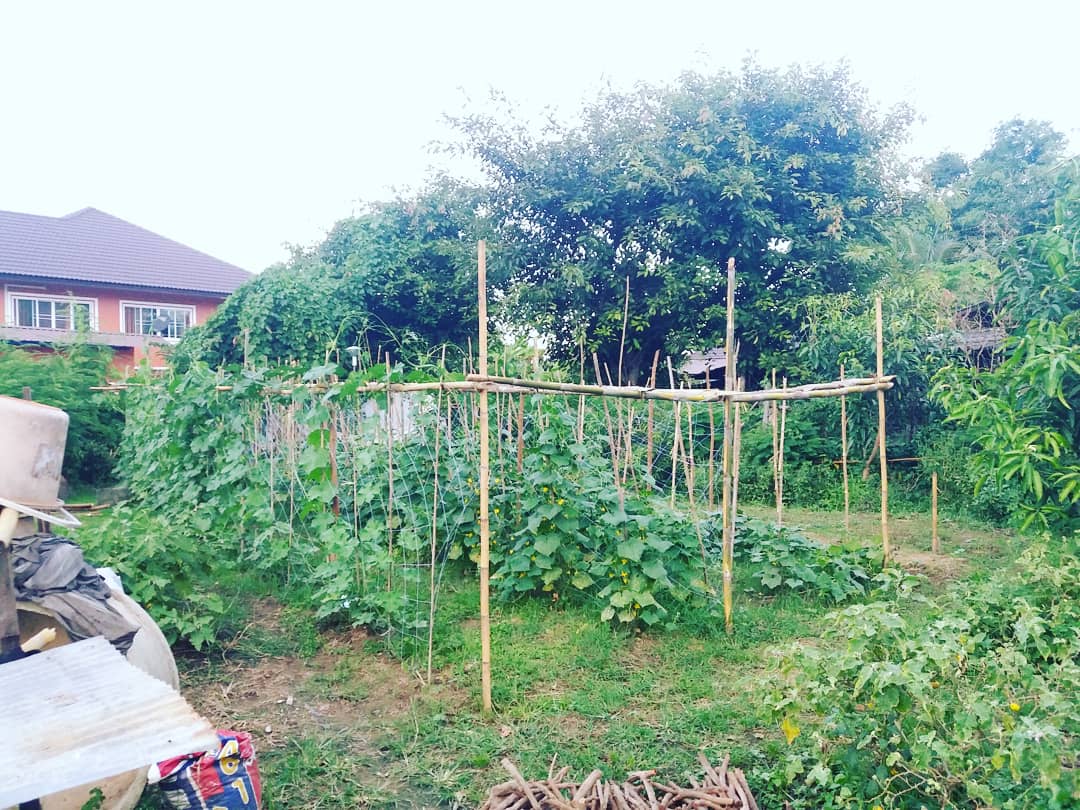 BHirankrit's tweet photo. มุมสีเขียวในบ้าน 🥒🥦🍅🍄 https://t.co/wPIPugck53