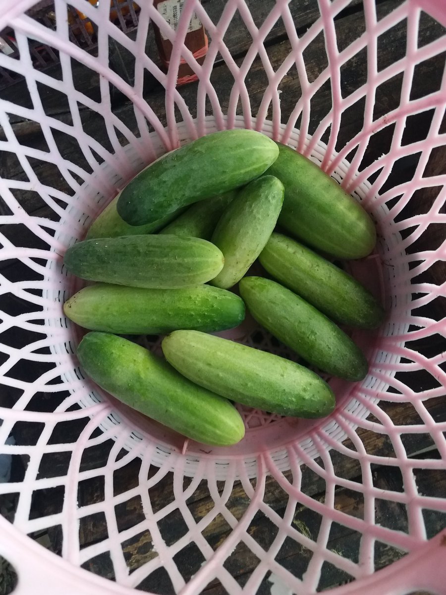 BHirankrit's tweet photo. มุมสีเขียวในบ้าน 🥒🥦🍅🍄 https://t.co/wPIPugck53