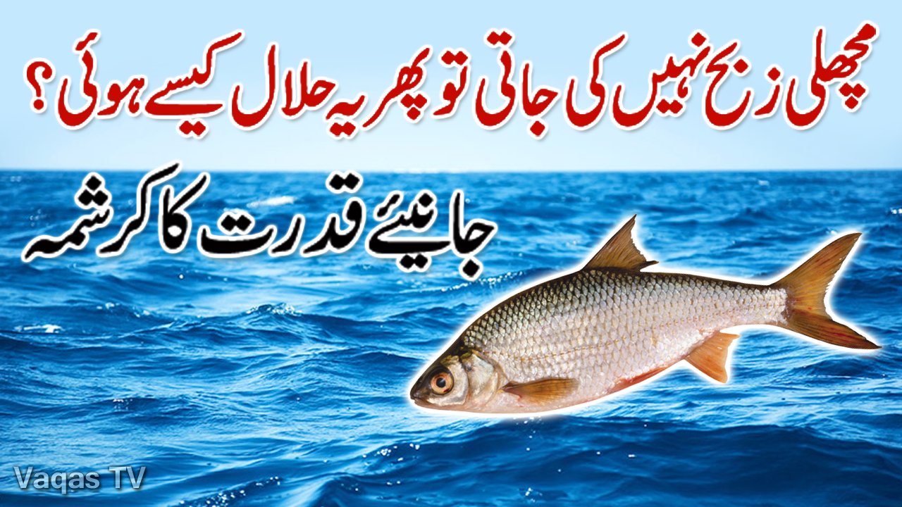 Vaqas TV on X: Why Fish Is Not Slaughtered But Still Halal In