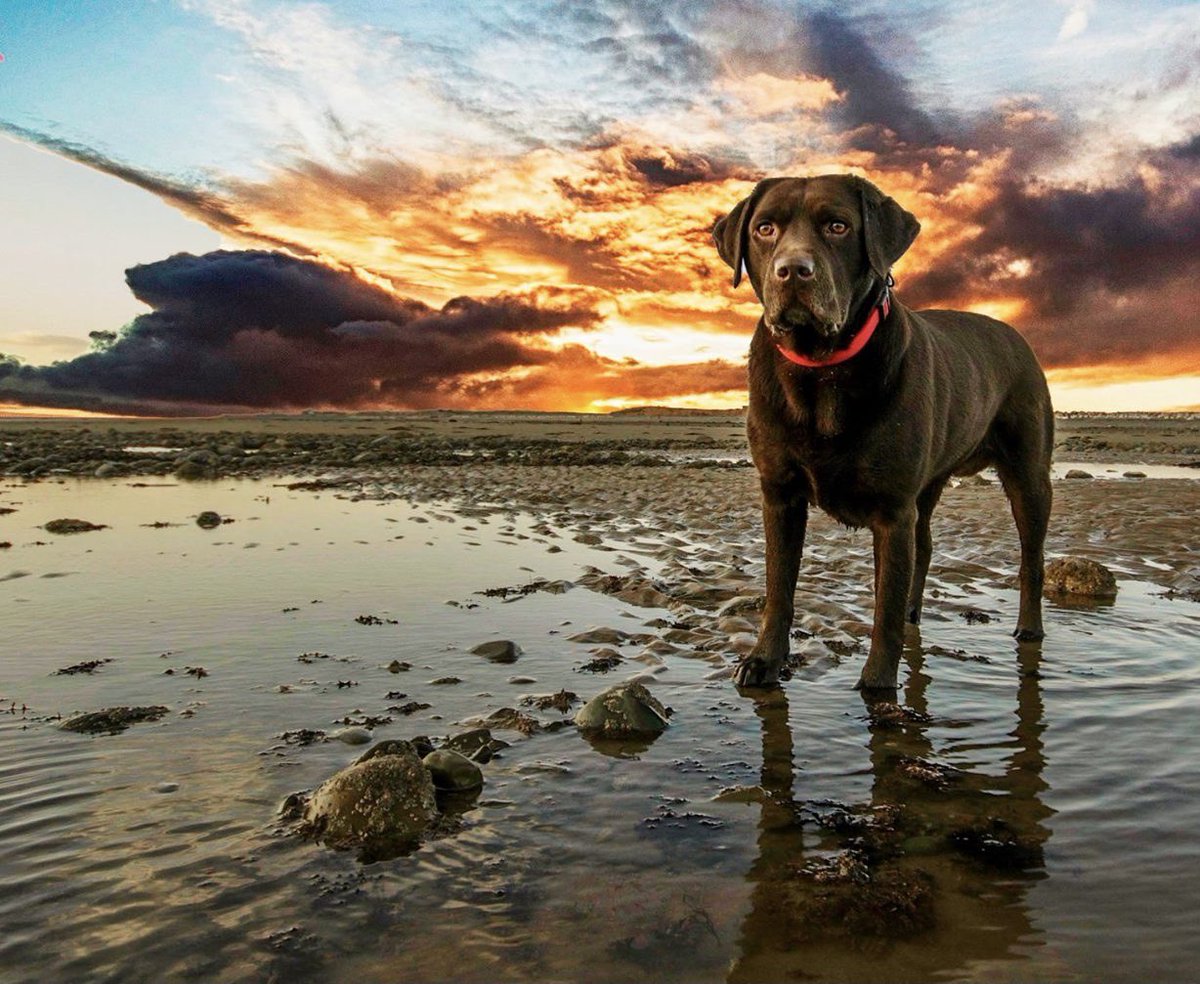 kidda63's tweet photo. So heartbreaking to lose a much loved pet, sleep tight Ruby https://t.co/CIqtsMKD96