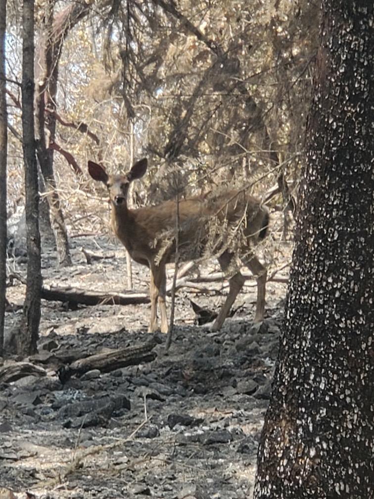 ForestServiceNW's tweet photo. This morning, we have  27 large #wildfires burning 1,576,213 acres across Oregon &amp; Washington with:

—9,009 Fire personnel 
—216 Crews
—503 Engines
—57 Helicopters

Please be safe out there! https://t.co/h0aKuwj4AU