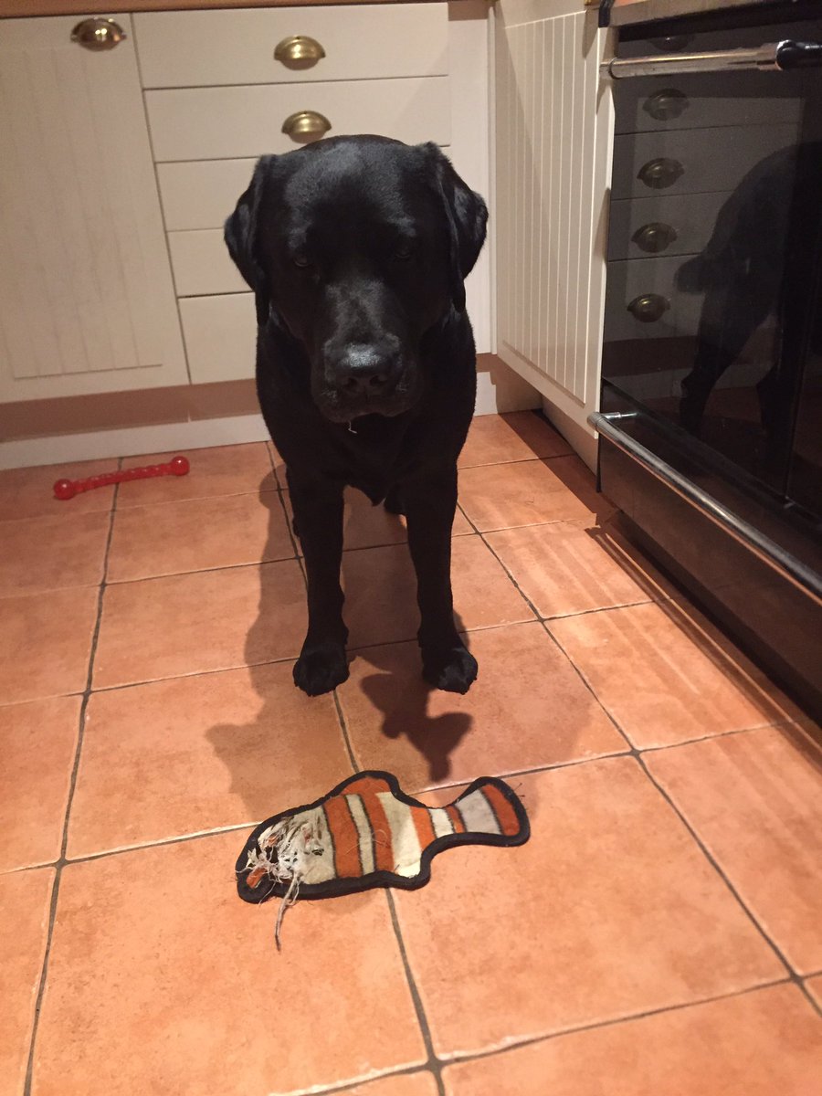 Lynne Peacock tweet media