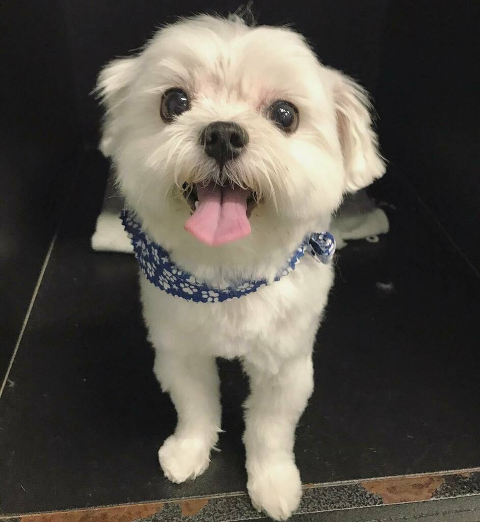 topdogwash_SD's tweet photo. Little Miss Milky is here to make your Monday just a little bit better. #maltese #dogsofadamsave #dirtymuttsdrivemenuts #topdogwashandgroom #puppiesinthetub https://t.co/e9CCVJfz2H