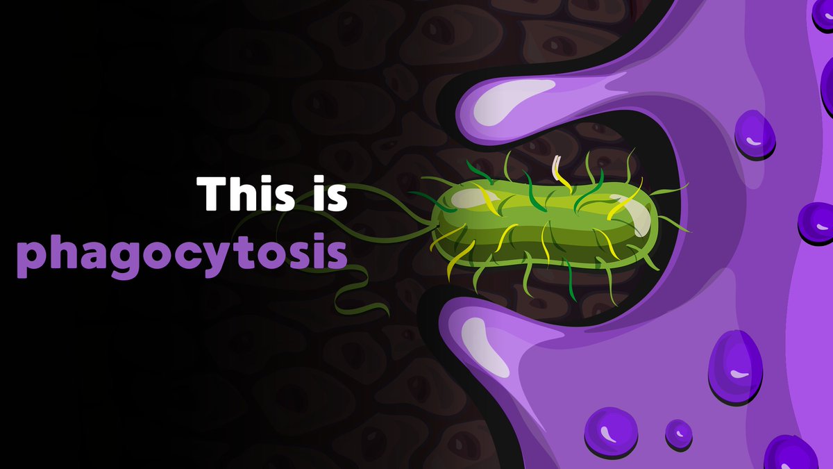 InfxnDefense's tweet photo. #MicrobiologyMonday
How do #WhiteBloodCells remove pathogens from your body? The main way is by #eating your enemies! This process is called #phagocytosis and one cell that does this is the #Macrophage which you can learn more about in the #game!
#InfectionDefense #Videogame #fun https://t.co/CrClXJL2SY