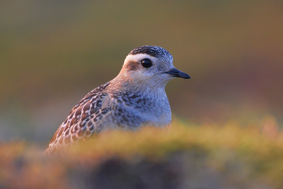 My #NorthWales BirdNotes this week are headlined by Dotterels that were probably seeing their first humans. Thanks to @HCBirding for the photo. On the blog now, and in @DPFarming on Thursday. birdnotes.wales/blog/dotterels…