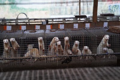 RT to urge French Minister of Ecology and Biodiversity <a href="/barbarapompili/">Barbara Pompili</a> to ban #fur farming in France and shut down its last 4 mink farms now #StopFourrure <a href="/Ecologie_Gouv/">Min. Ecologie Territoire Transports Ville Logement</a> <a href="/b_abba/">Berangere Abba</a> <a href="/onevoiceanimal/">One Voice</a> #FurFreeFrance #MakeFurHistory @furfreealliance