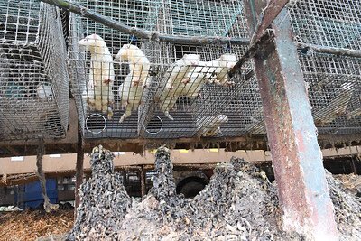 Humane World for Animals UK tweet media