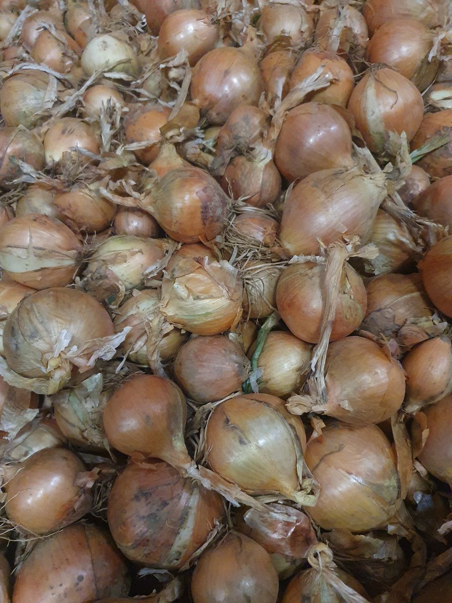 MonieNieuwdorp's tweet photo. De #uien weer beschikbaar in verschillende kleuren en maten.
#FirstClassQualityOnions https://t.co/4ohk70U2HR