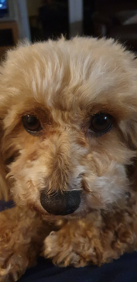 nursielou's tweet photo. @GaryBarlow Been shielding so it's all been about doggy cuddles ❤ https://t.co/MVoDpKUpTs