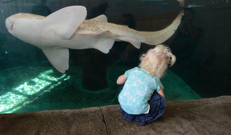 The curiosity seen in a kids' eyes when they encounter one of our animals for the first time is something we truly miss! This special moment was captured by Kevin Brown during the State Fair of Texas a few years ago.