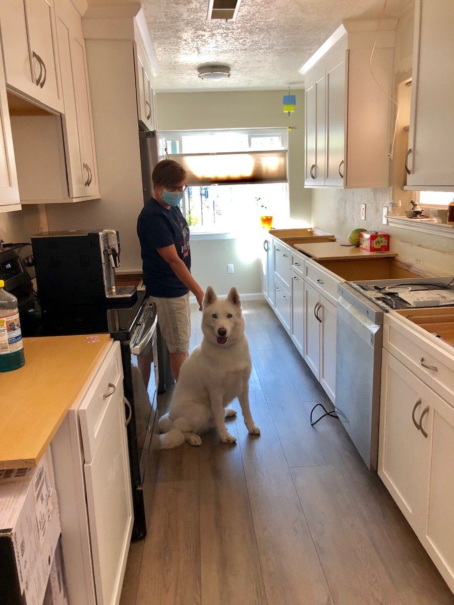 Even 🐶's get excited for kitchen cabinet remodels done by RFI! #cabinets <a href="/RFIDesertmtn/">RFI_DesertMtn</a> #thehomedepot