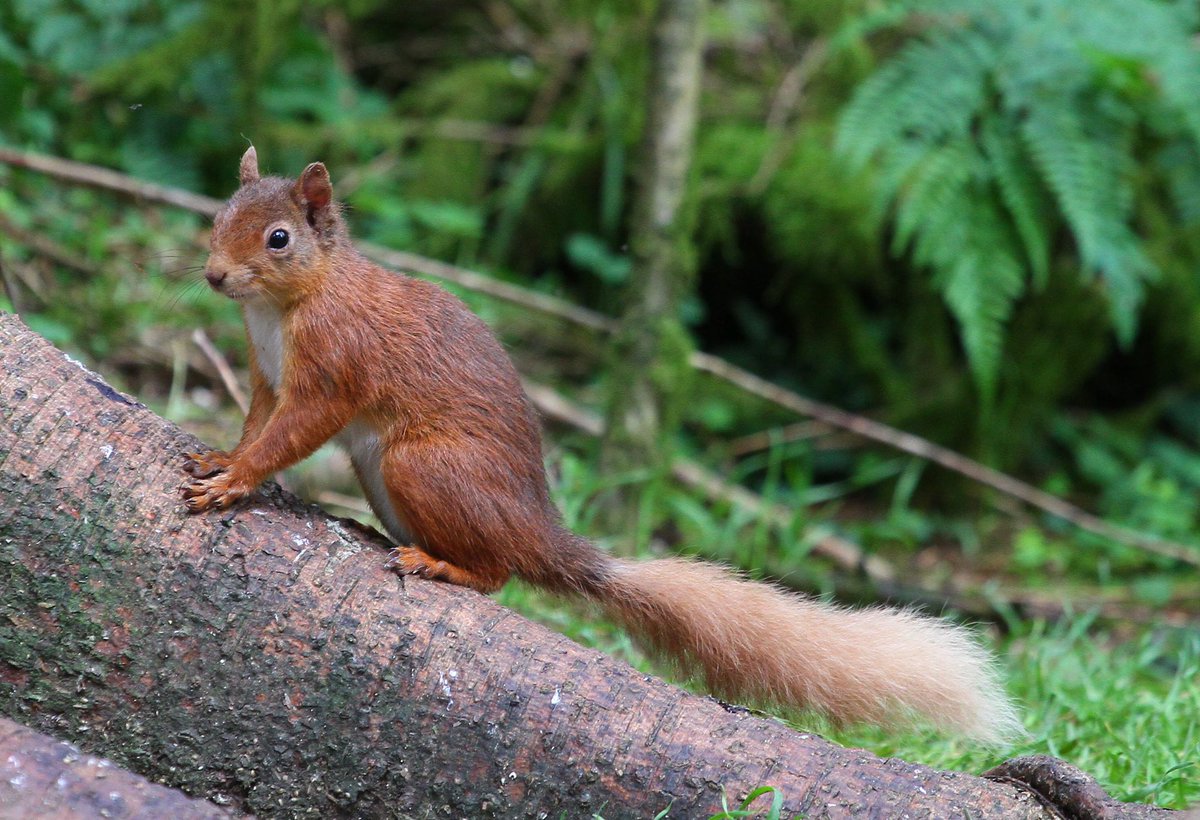 Red Squirrel, Aberfoyle #RedSquirrelAwarenessWeek #RedSquirrels #nature #NaturePhotography #wildlifephotography #wildlife @ScotSquirrels @brsquirrel