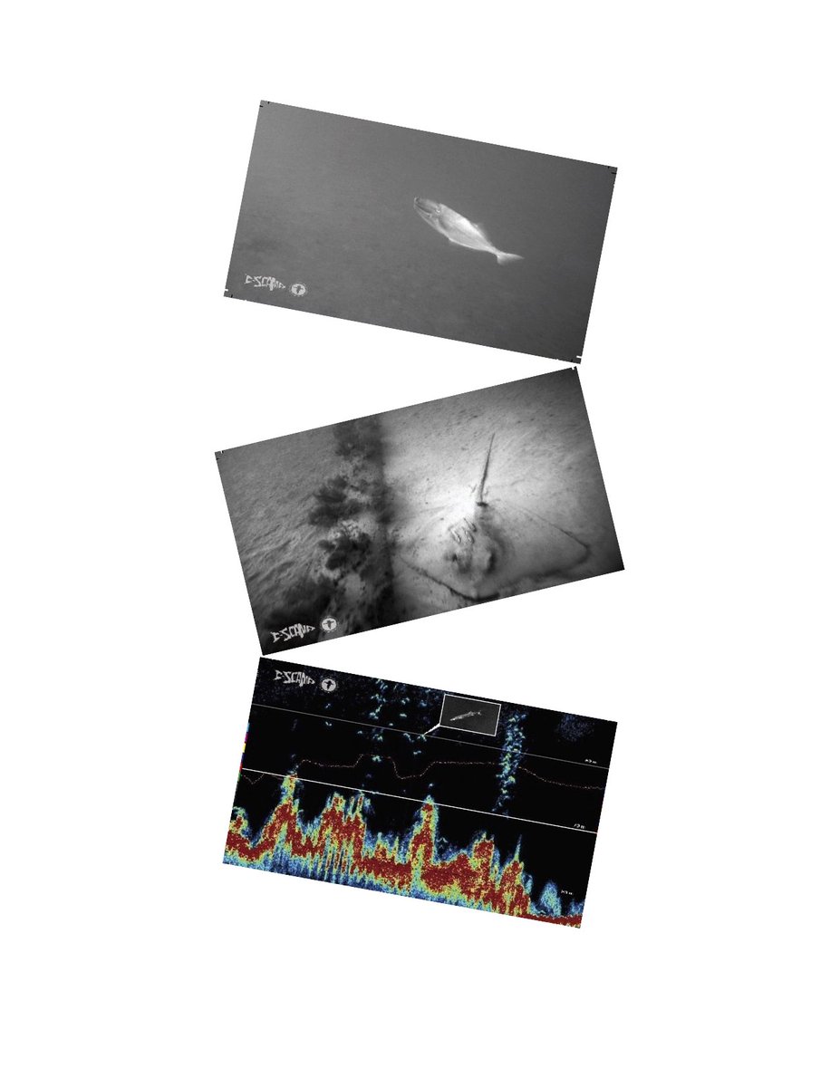 CSCAMPscience's tweet image. Do you like sending post cards to your friends or loved ones? Check out our printable versions on our website! There are 17 options to choose from! 
rb.gy/snmt3l 
#CSCAMP #UnderwaterPhotos #Fish #Seafloormapping #ScienceProducts #Science #Research