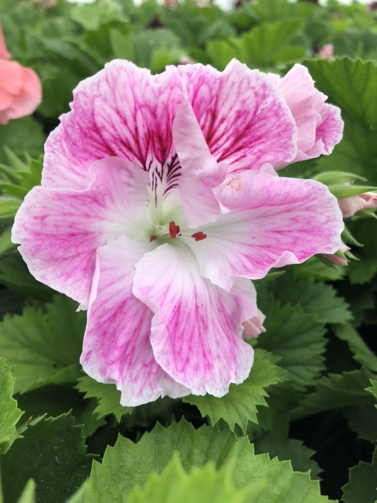 The nights are getting cooler from this week on so we’ll be getting our Pellies ready for their winter hibernation. We’ll be making a little video with some handy tips &amp; I’ll be asking Ursula questions on how &amp; why we do what we do. Do you have any questions you’d like me to ask?